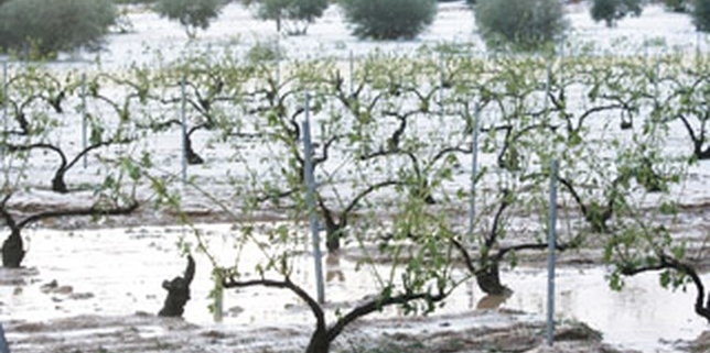 Estado en el que quedó un viñedo en espaldera tras la tormenta en el término de Abengibre. - Foto: Esparcia